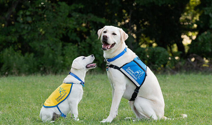 photo of a puppy and grad dog at Canine Companions
